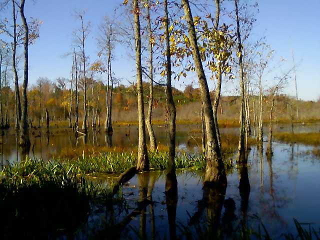 When technology came to the duck hole