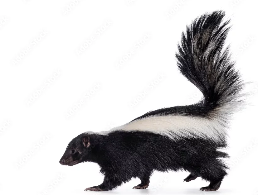 Getting to know our neighbors , the skunks